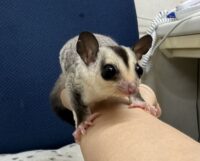 フクロモモンガの画像8