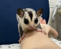 フクロモモンガの画像4