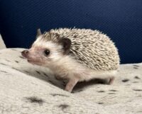 ハリネズミ（カナダ産：ソルト＆ペッパー♂ ）超懐っこいです♪の画像5