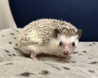 ハリネズミ（カナダ産：ソルト＆ペッパー♂ ）超懐っこいです♪の画像6