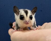 フクロモモンガの画像9