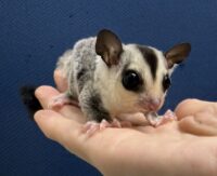 フクロモモンガの画像10