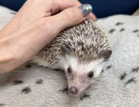 ハリネズミ（カナダ産：ソルト＆ペッパー♂ ）超懐っこいです♪の画像7