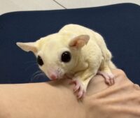 フクロモモンガの画像1