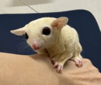 フクロモモンガの画像6