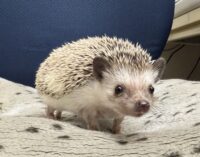 ハリネズミ（カナダ産：ソルト＆ペッパー♂ ）超懐っこいです♪の画像8