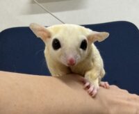フクロモモンガの画像3