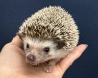 ハリネズミ（カナダ産：ソルト＆ペッパー♂ ）超懐っこいです♪の画像4
