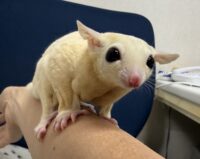 フクロモモンガの画像4
