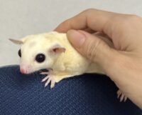 フクロモモンガの画像5