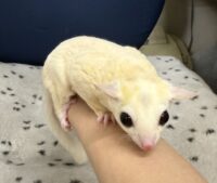 フクロモモンガの画像7