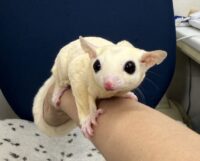 フクロモモンガの画像8