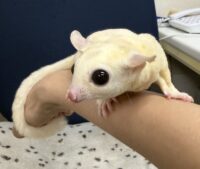 フクロモモンガの画像9