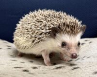ハリネズミ（カナダ産：ソルト＆ペッパー♂ ）超懐っこいです♪の画像1