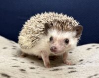 ハリネズミ（カナダ産：ソルト＆ペッパー♂ ）超懐っこいです♪の画像2