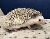 ハリネズミ（カナダ産：ソルト＆ペッパー♂ ）超懐っこいです♪の画像10