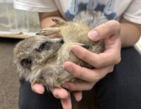 ミーアキャットベビー♀（2026年5月産まれ）超べた馴れ♪の画像2