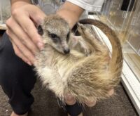 ミーアキャットベビー♀（2026年5月産まれ）超べた馴れ♪の画像3
