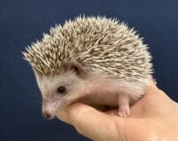 ハリネズミ（カナダ産：チョコレート♀）超懐っこいです♪の画像11