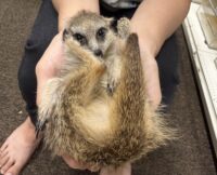 ミーアキャットベビー♀（2026年5月産まれ）超べた馴れ♪の画像6
