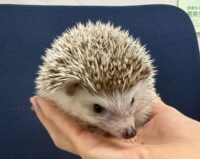 ハリネズミ（カナダ産：チョコレート♀）超懐っこいです♪の画像3