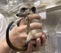ミーアキャットベビー♀（2026年5月産まれ）超べた馴れ♪の画像1