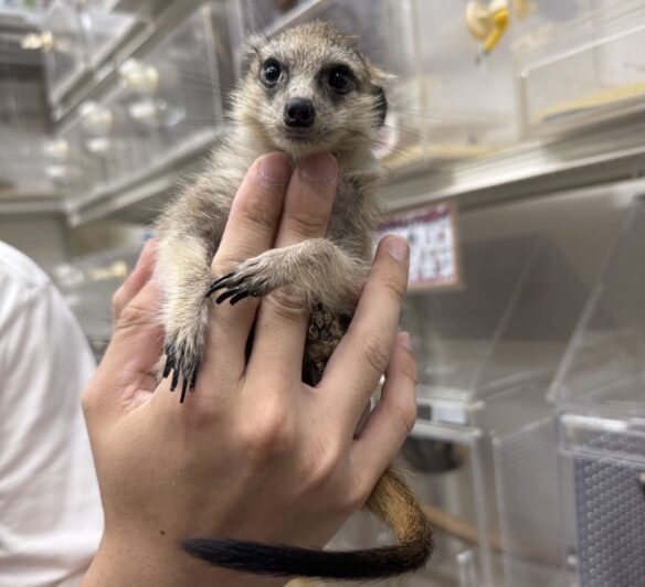 ミーアキャットベビー♀（2026年5月産まれ）超べた馴れ♪のメイン画像