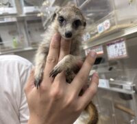 ミーアキャットベビー♀（2026年5月産まれ）超べた馴れ♪の画像5
