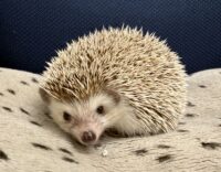 ハリネズミ（カナダ産：チョコレート♀）超懐っこいです♪の画像6