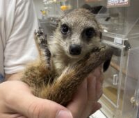ミーアキャットベビー♀（2026年5月産まれ）超べた馴れ♪の画像4
