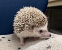 ハリネズミ（カナダ産：チョコレート♀）超懐っこいです♪の画像7