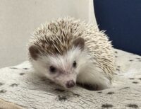 ハリネズミ（カナダ産：チョコレート♀）超懐っこいです♪の画像8