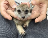 ミーアキャットベビー♀（2026年4月産まれ）超べた馴れ♪の画像6