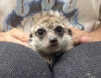 ミーアキャットベビー♀（2026年4月産まれ）超べた馴れ♪の画像2