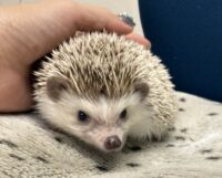 ハリネズミ（カナダ産：チョコレート♀）超懐っこいです♪の画像9