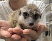 ミーアキャットベビー♀（2026年4月産まれ）超べた馴れ♪の画像8