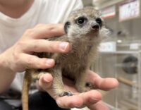ミーアキャットベビー♀（2026年4月産まれ）超べた馴れ♪の画像5