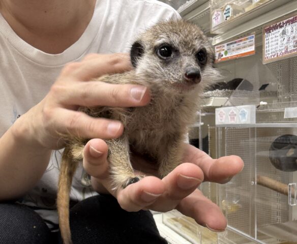 ミーアキャットベビー♀（2026年4月産まれ）超べた馴れ♪のメイン画像