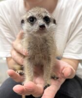 ミーアキャットベビー♀（2026年4月産まれ）超べた馴れ♪の画像3