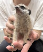 ミーアキャットベビー♀（2026年4月産まれ）超べた馴れ♪の画像7