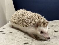 ハリネズミ（カナダ産：チョコレート♀）超懐っこいです♪の画像10