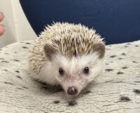 ハリネズミ（カナダ産：チョコレート♀）超懐っこいです♪の画像4