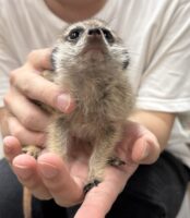 ミーアキャットベビー♀（2026年4月産まれ）超べた馴れ♪の画像4