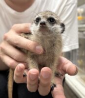 ミーアキャットベビー♀（2026年4月産まれ）超べた馴れ♪の画像1