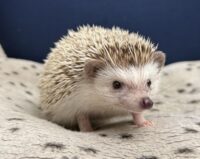 ハリネズミ（カナダ産：チョコレート♀）超懐っこいです♪の画像1