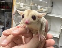 フクロモモンガの画像12