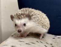 ハリネズミ（カナダ産：チョコレート♀）超懐っこいです♪の画像2
