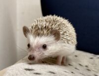 ハリネズミ（カナダ産：チョコレート♀）超懐っこいです♪の画像5