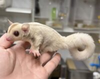 フクロモモンガの画像5