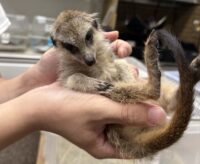 ミーアキャットベビー♂（2026年5月産まれ）超べた馴れ♪の画像7